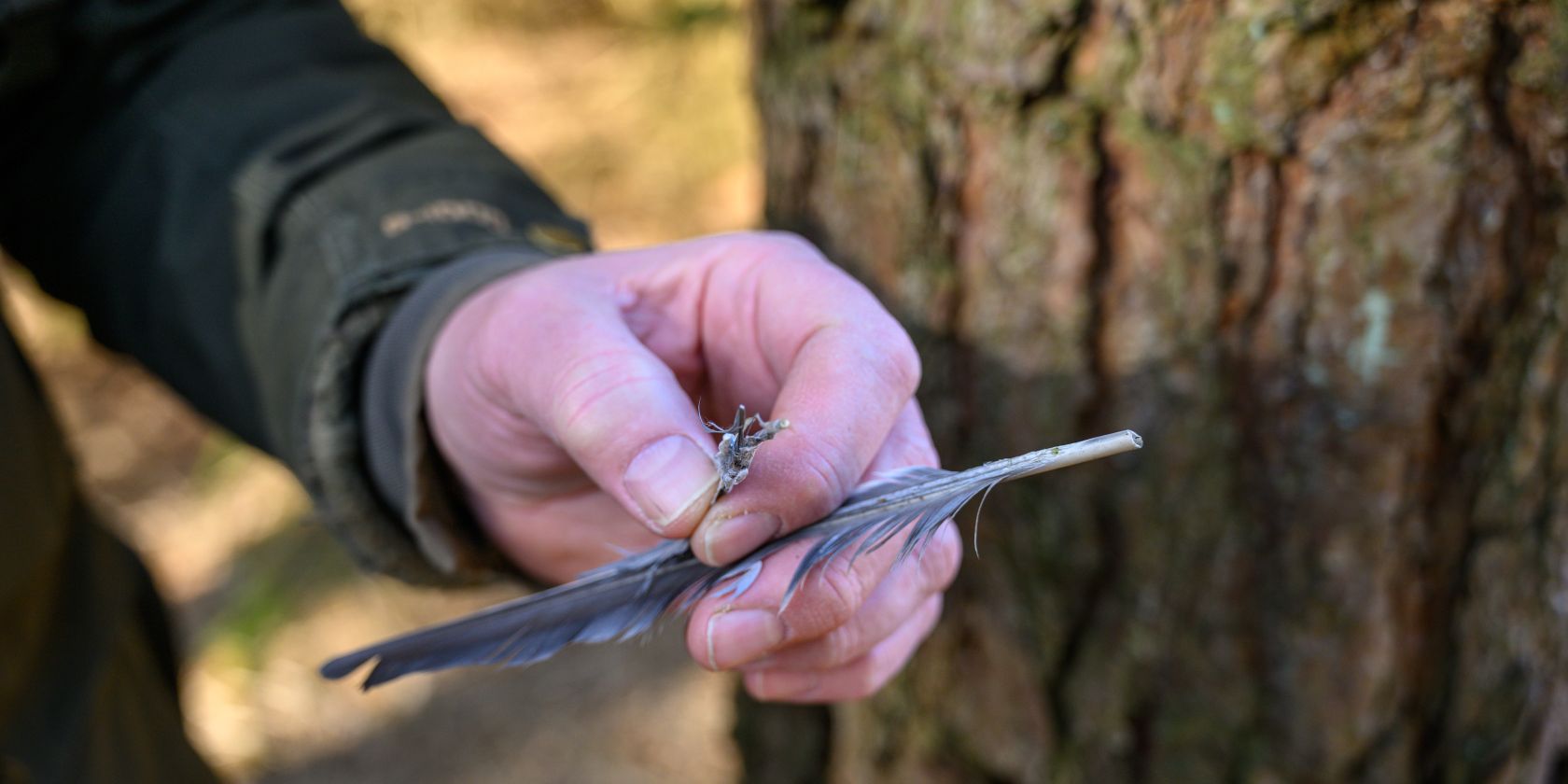, © Lüneburger Heide GmbH/Dennis Karjetta