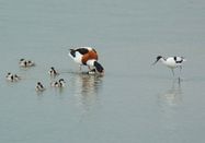Schutzstation Wattenmeer e.V.