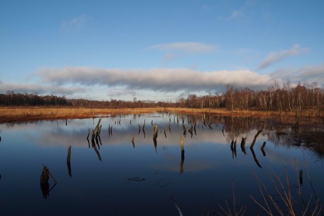 Foto von einem Moor mit viel Wasser und brauner Vegetation