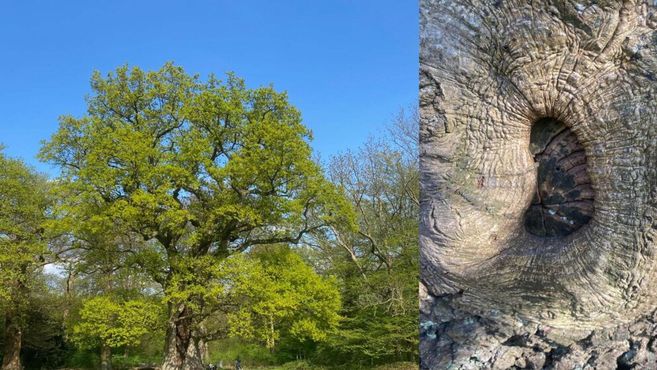 Großer Baum im Frühling links, rechts eine Nahaufnahme der knorrigen Baumrinde mit einer Höhlung.