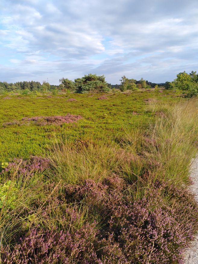 Küstenheide im Nationalpark Niedersächsisches Wattenmeer mit blühender Heide, Gräsern und vereinzelten Bäumen unter wolkigem Himmel.